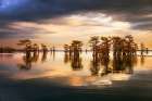 Stand of bald cypress trees, silhouetted at sunrise, Caddo Lake, Texas. Art Print